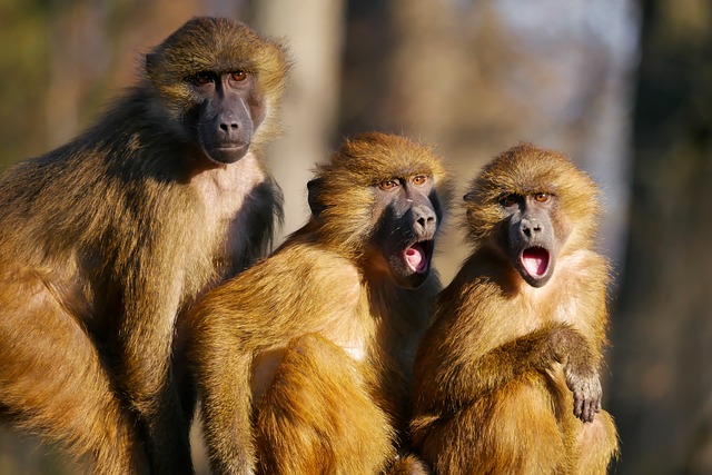 monkeys shocked